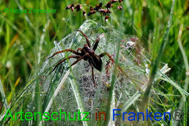 Bild zum Eintrag (1150890-160)