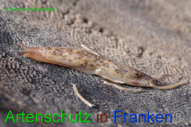 Bild zum Eintrag (1151282-160)