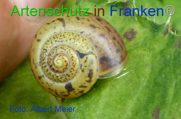 Bild zum Eintrag (1151560-160)