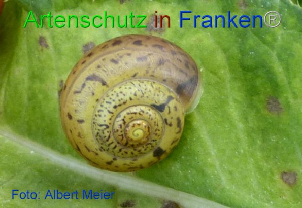 Bild zum Eintrag (1151561-160)