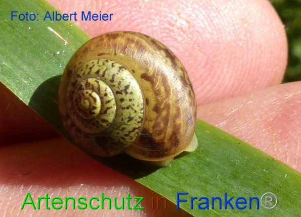 Bild zum Eintrag (1151567-160)