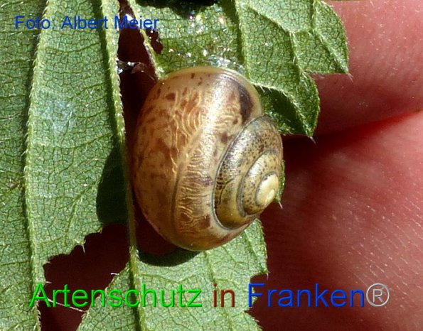 Bild zum Eintrag (1151570-160)