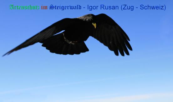 Copyright AiS / Igor Rusan (Zug - Schweiz) Bild zum Eintrag (20360-160)