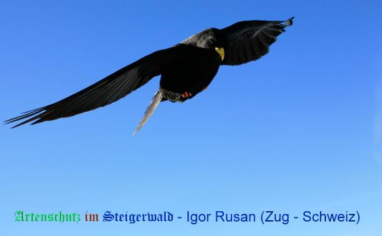 Copyright AiS / Igor Rusan (Zug - Schweiz) Bild zum Eintrag (20361-160)