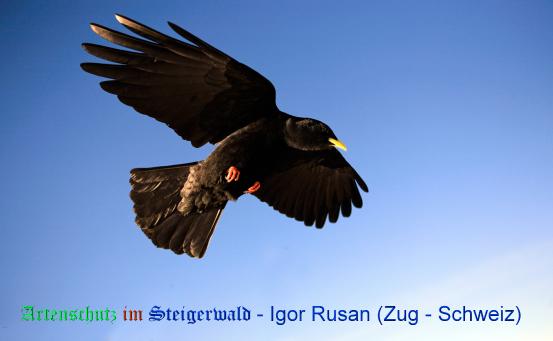 Copyright AiS / Igor Rusan (Zug - Schweiz) Bild zum Eintrag (20362-160)