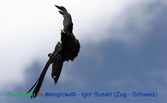 Copyright AiS / Igor Rusan (Zug - Schweiz) Bild zum Eintrag (20363-160)
