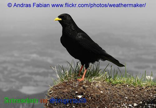 Copyright AiS / 2009 Andreas Fabian www.flickr.com/photos/weathermaker/ Bild zum Eintrag (20365-160)
