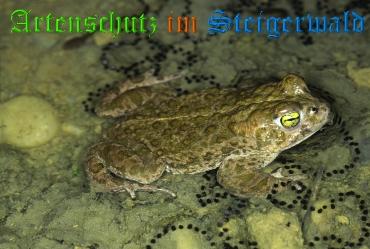 Copyright AiS Willner Bild zum Eintrag (20386-160)