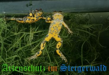 Copyright AiS Willner Bild zum Eintrag (20394-160)