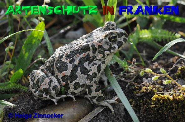 Copyright AiS Helga Zinnecker Bild zum Eintrag (20403-160)