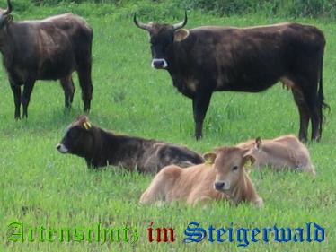Copyright AiS Köhler Bild zum Eintrag (20454-160)