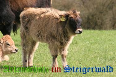 Copyright AiS Gramß Bild zum Eintrag (20455-160)