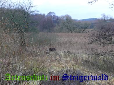 Bild zum Eintrag (20460-160)