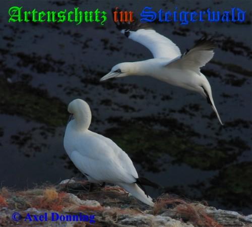 Copyright AiS / 2009 - Axel Donning Bild zum Eintrag (20485-160)