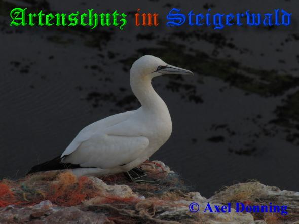 Copyright AiS / 2009 - Axel Donning Bild zum Eintrag (20486-160)
