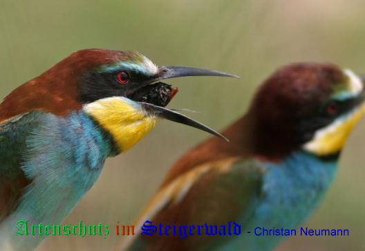 Copyright AiS / 2009 / Christian Neumann / Tornadoropa Bild zum Eintrag (20502-160)