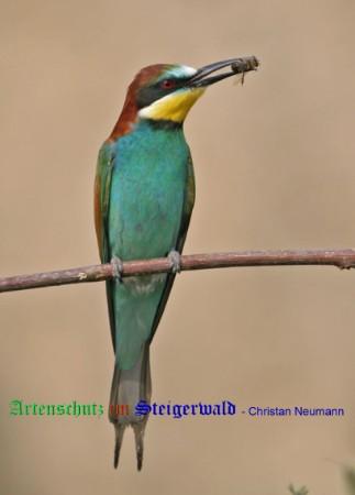 Copyright AiS / 2009 / Christian Neumann / Tornadoropa Bild zum Eintrag (20503-160)