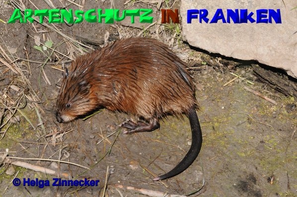 Copyright AiS Helga Zinnecker Bild zum Eintrag (20510-160)