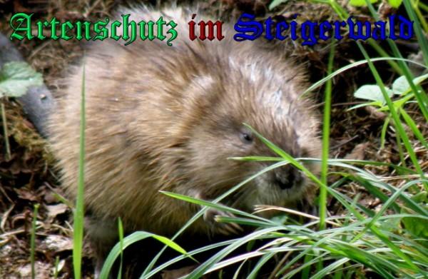 Copyright AiS / 2009 - Albert Meier Bild zum Eintrag (20513-160)