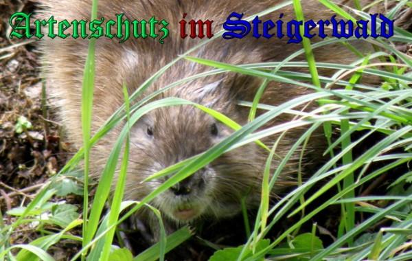 Copyright AiS / 2009 - Albert Meier Bild zum Eintrag (20514-160)
