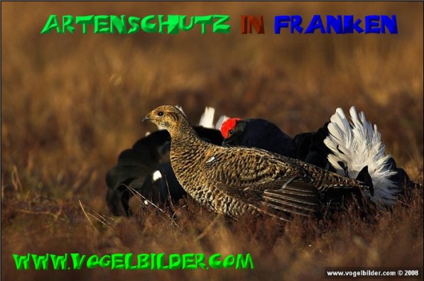 Copyright AiS - Werner Oppermann - www.vogelbilder.com Bild zum Eintrag (20541-160)
