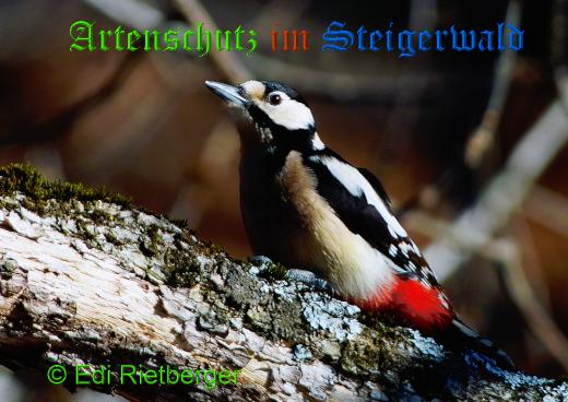 Copyright AiS / 2009 Edi Rietberger Bild zum Eintrag (20551-160)