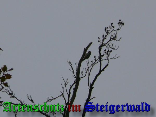 Copyright AiS / 2009 - Klaus Weidner Bild zum Eintrag (20552-160)
