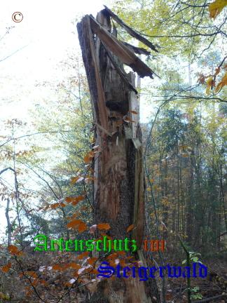 Copyright AiS / 2008 Bild zum Eintrag (20557-160)
