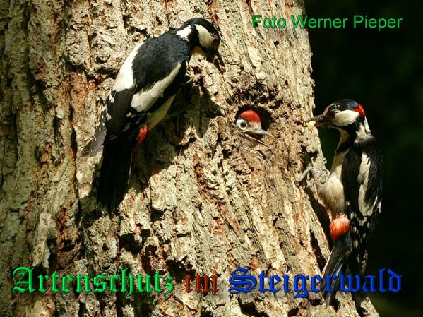 Copyright AiS - Werner Pieper Bild zum Eintrag (20559-160)