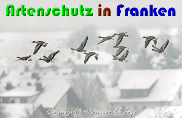 Copyright AiS Andreas Gehrig Bild zum Eintrag (20589-160)