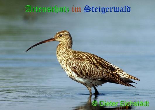 Copyright AiS / 2009 Dieter Eichstädt Bild zum Eintrag (20601-160)