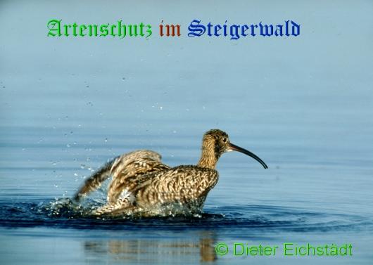 Copyright AiS / 2009 Dieter Eichstädt Bild zum Eintrag (20602-160)