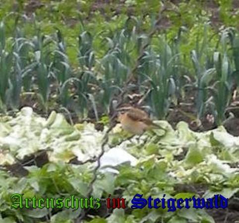 Copyright AiS / 2010-Tomaschek Bild zum Eintrag (20610-160)