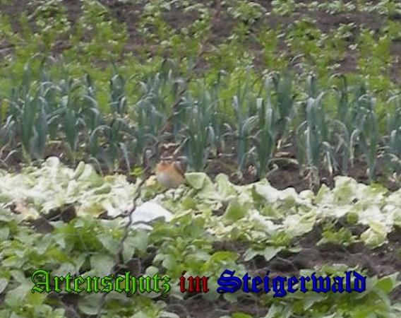 Copyright AiS / 2010-Tomaschek Bild zum Eintrag (20611-160)