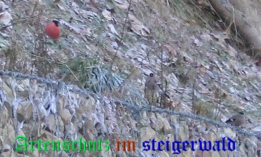 Copyright AiS / 2009 Bild zum Eintrag (20645-160)