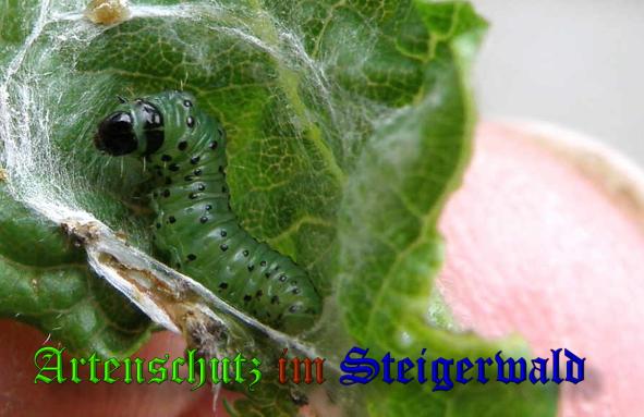 Copyright AiS- Albert Meier Bild zum Eintrag (20670-160)