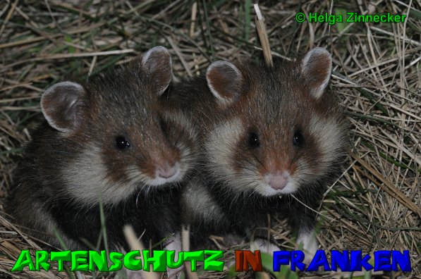 Copyright AiS Helga Zinnecker Bild zum Eintrag (20706-160)