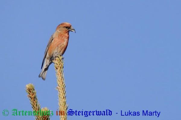 Copyright AiS / 2009 Lukas Marty Naturpixel Bild zum Eintrag (20714-160)