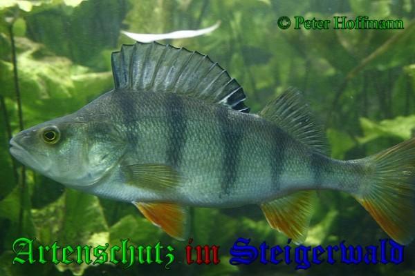 Copyright AiS / 2009 - Peter Hoffmann Bild zum Eintrag (20725-160)