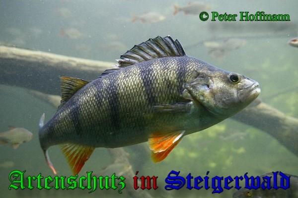 Copyright AiS / 2009 - Peter Hoffmann Bild zum Eintrag (20726-160)