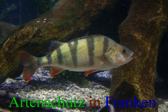 Copyright AiS - Peter Hoffmann Bild zum Eintrag (20727-160)