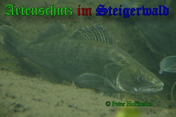 Copyright AiS / 2009 - Peter Hoffmann Bild zum Eintrag (20745-160)