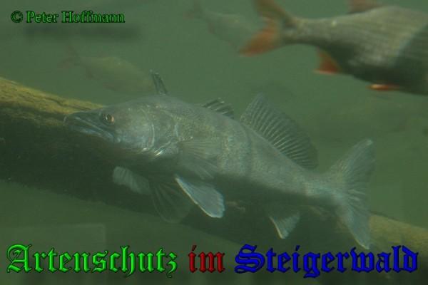 Copyright AiS / 2009 - Peter Hoffmann Bild zum Eintrag (20746-160)