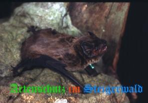 Copyright AiS / Dr. Eckhard Grimmberger Bild zum Eintrag (20785-160)