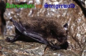 Copyright AiS / Dr. Eckhard Grimmberger Bild zum Eintrag (20802-160)
