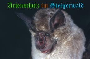Copyright AiS / Dr. Eckhard Grimmberger Bild zum Eintrag (20810-160)