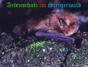 Copyright AiS / Dr. Eckhard Grimmberger Bild zum Eintrag (20830-160)