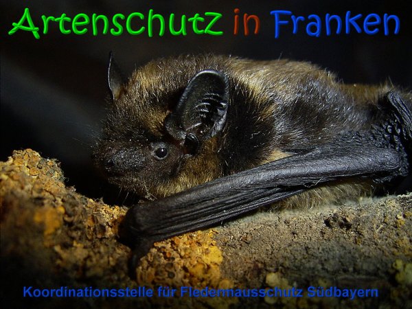 Copyright AiS Koordinationsstelle für Fledermausschutz Südbayern Bild zum Eintrag (20835-160)