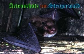 Copyright AiS / Dr. Eckhard Grimmberger Bild zum Eintrag (20842-160)