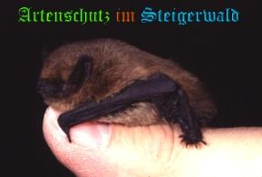 Copyright AiS / Dr. Eckhard Grimmberger Bild zum Eintrag (20854-160)